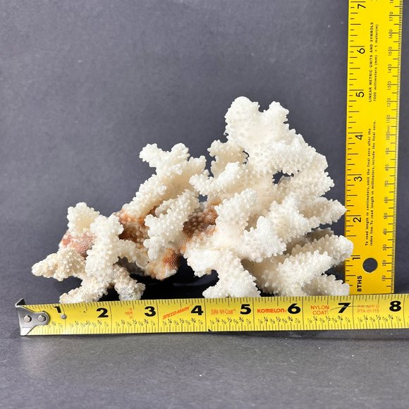 Natural White Coral Brown Stem Cluster Nautical Coastal Aquarium Decor 7" x 5" - Picture 9 of 13